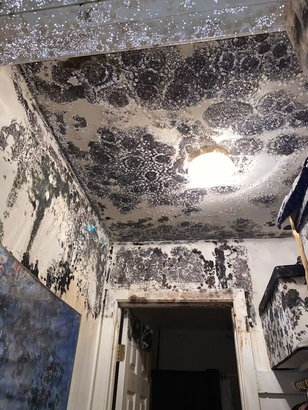 Mold-Growing-In-Home